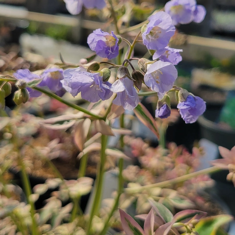 A close-up photo of the pale purple flowers of 'Stairway to Heaven' Jacob's Ladder (Polemonium reptans)