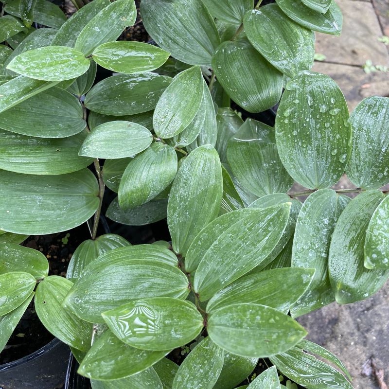 Deep green foliage and reddish stems of young Polygonatum odoratum 'Ruby Slippers' grown in 1-gallon pots.