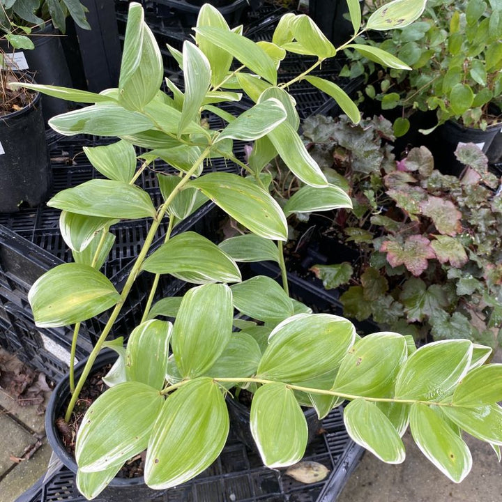 A full Polygonatum odoratum 'Variegatum' plant grown in a 1-gallon pot.