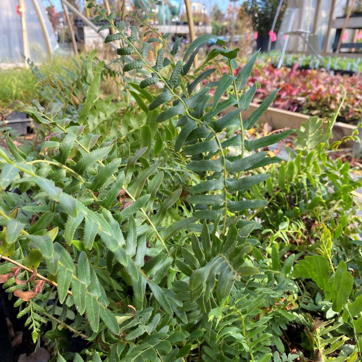 A close-up of Polystichum acrostichoides (Christmas Fern) foliage.