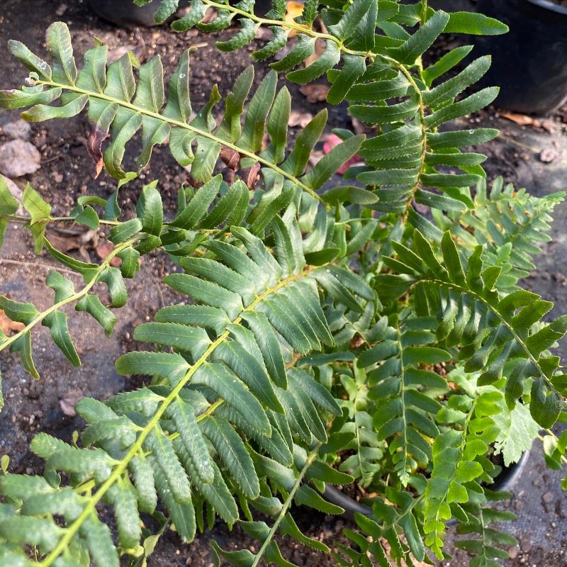 Polystichum acrostichoides (Christmas Fern) grown in a quart size pot.