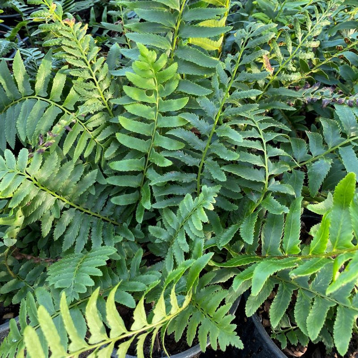 Polystichum acrostichoides (Christmas Fern) grown in 1-gallon pots.