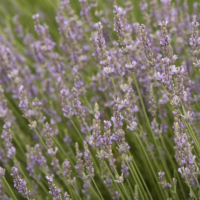 Tall French 'Provence' lavender with purple flowers, grown in an open field.