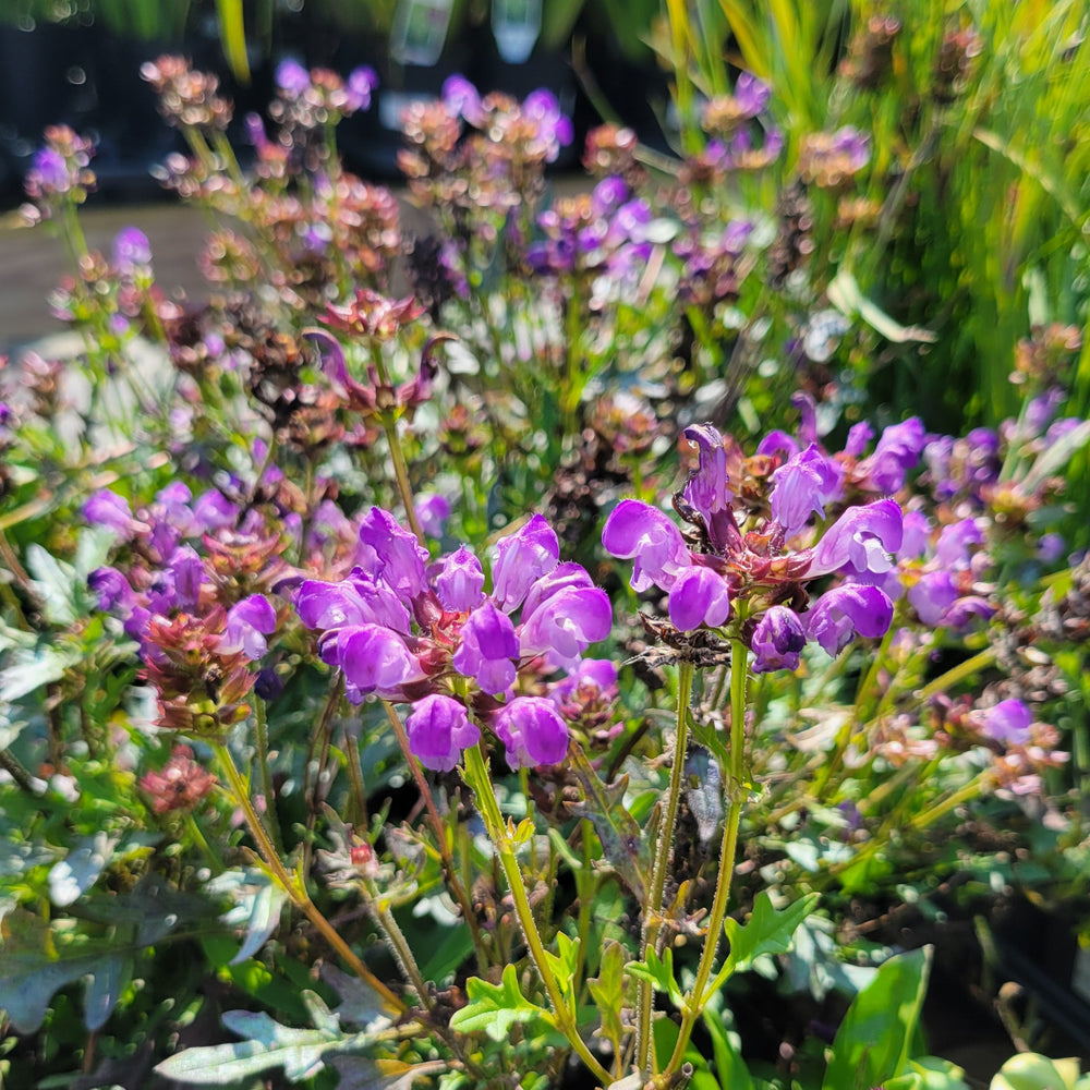 A close-up photo of the profuse purple flowers of 'Magdalena' selfheal
