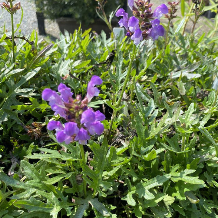 Prunella vulgaris 'Magdalena' (Self Heal) Unity Grown