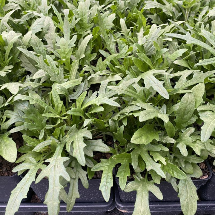 Prunella vulgaris 'Magdalena' (Self Heal) Unity Grown