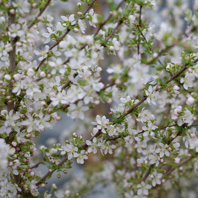 Prunus x Easy As Pie branches with pink and white spring flowers