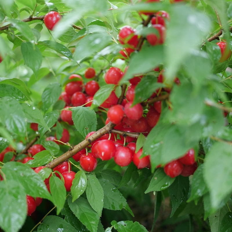 Prunus x Easy as Pie with summer foliage and mature cherries