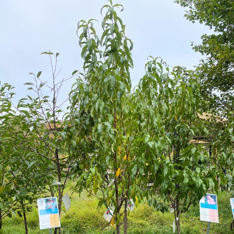 Prunus persica var. nucipersica 'Sunglo'  upper branches, center.