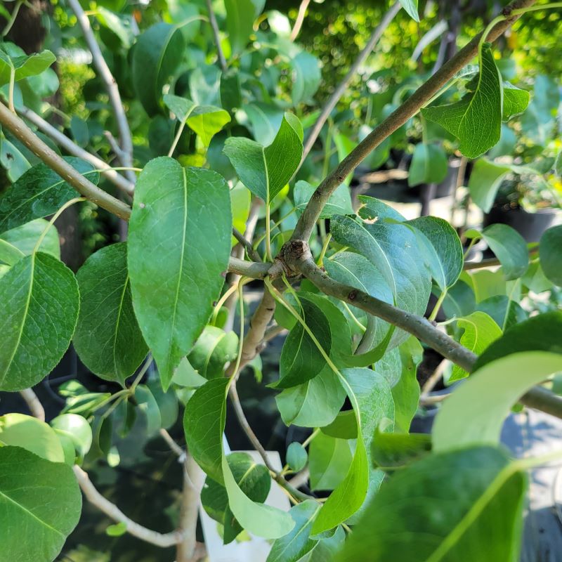 Close-up of the green, curly leaves of Pyrus communis 'Anjou' (European Pear)