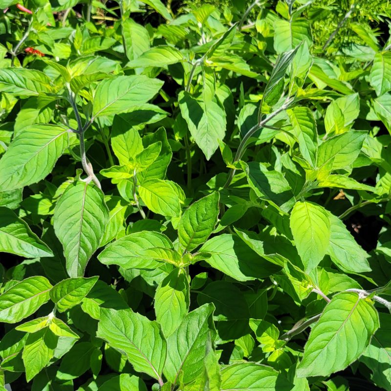 A close-up photo of the vivid green, deeply veined broad leaves of Pycnanthemum x incanum 'Smokey Mountain Mint'