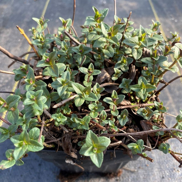 Pycnanthemum muticum (Clustered Mountain Mint) small sprouts in a quart size pot.