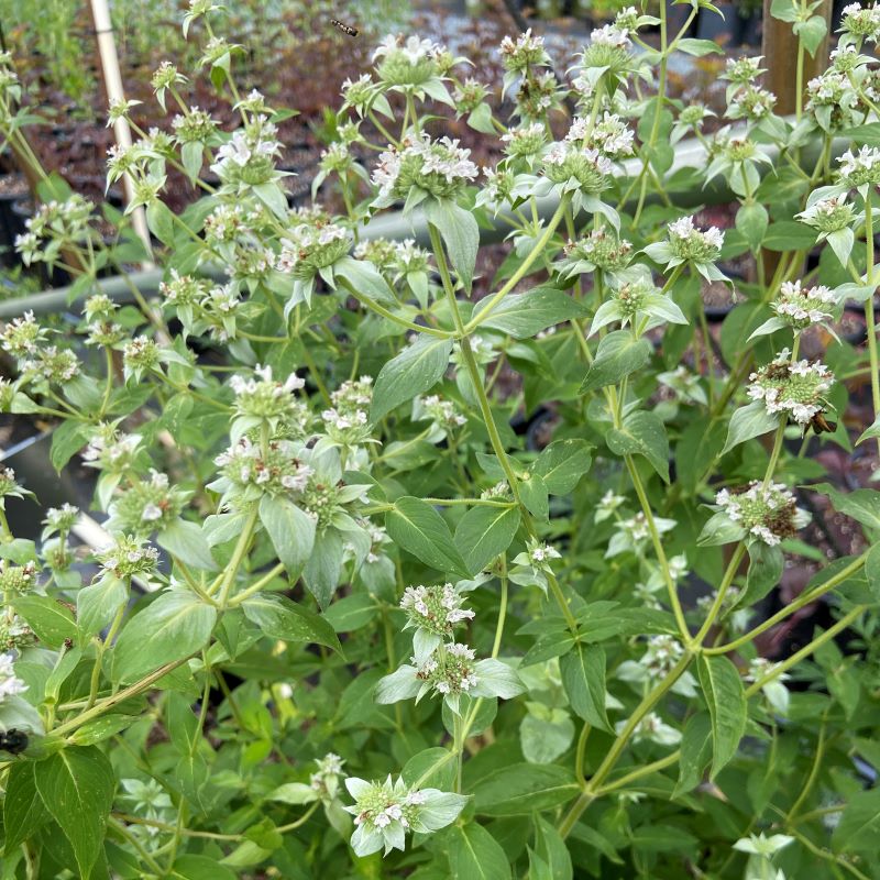 Pycnanthemum muticum (Clustered Mountain Mint) showcasing their white flowers in quart size pots.