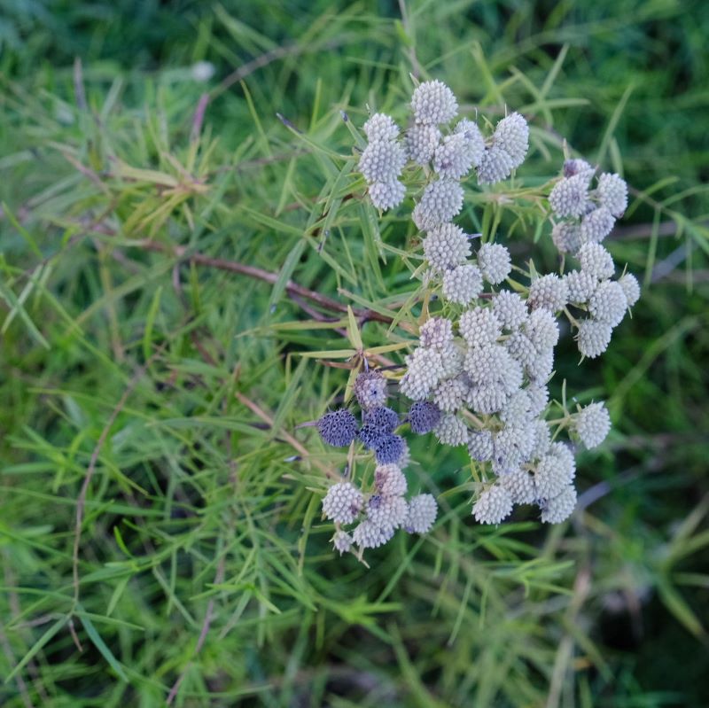 A close-up of Pycnanthemum tenuifolium (Slender Mountain Mint) with white and gray seed-heads after flowering.