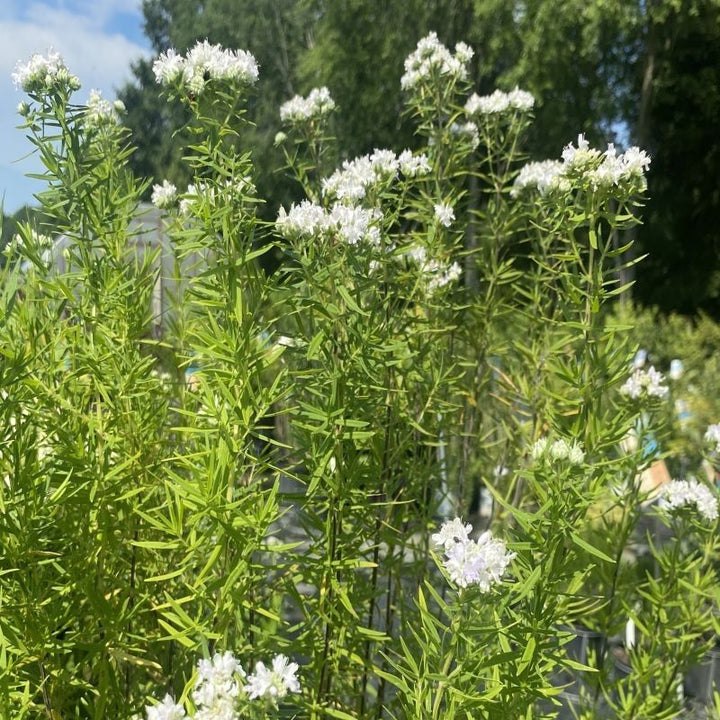 Pycnanthemum virginianum (Virginia Mountain Mint) with white flowers.