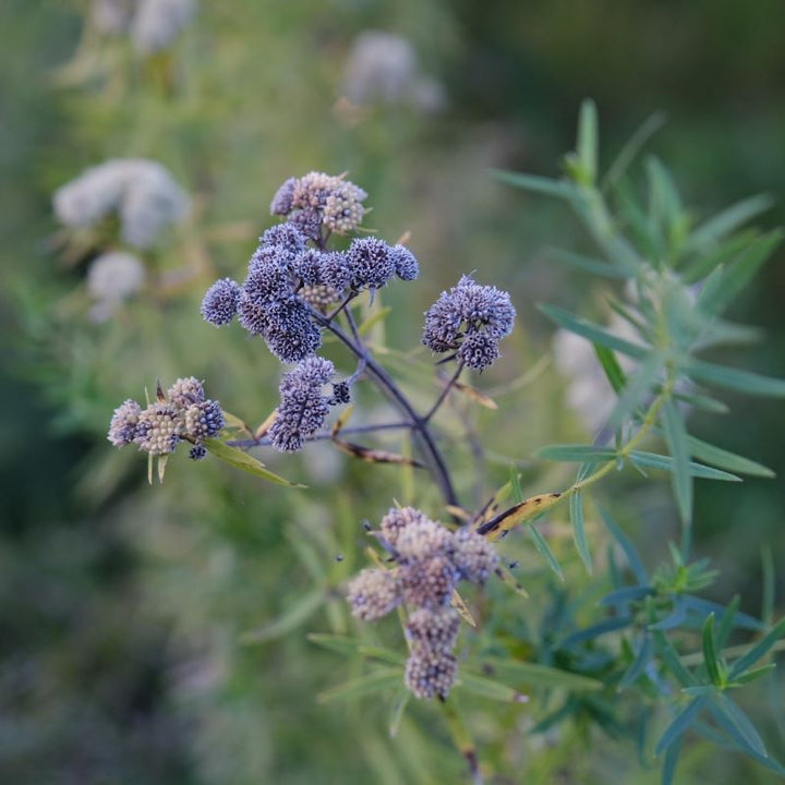 A close-up of Pycnanthemum virginianum (Virginia Mountain Mint) with white and gray seed heads after flowering.