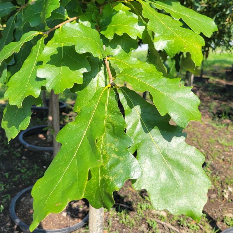 A close-up photo of the large, glossy green leaves of Quercus bicolor (swamp white oak)