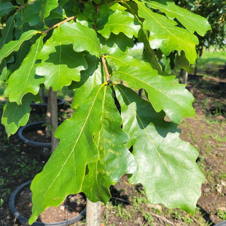 A close-up photo of the large, glossy green leaves of Quercus bicolor (swamp white oak)