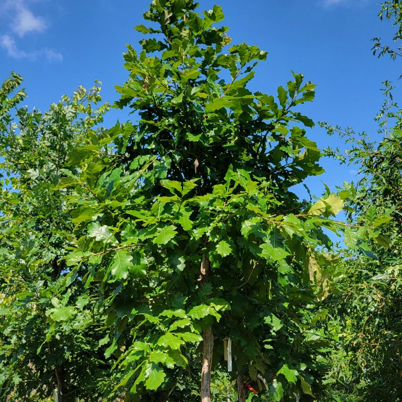 A photo of the upper branch structure of a mature Quercus bicolor specimen in a 25-gallon container