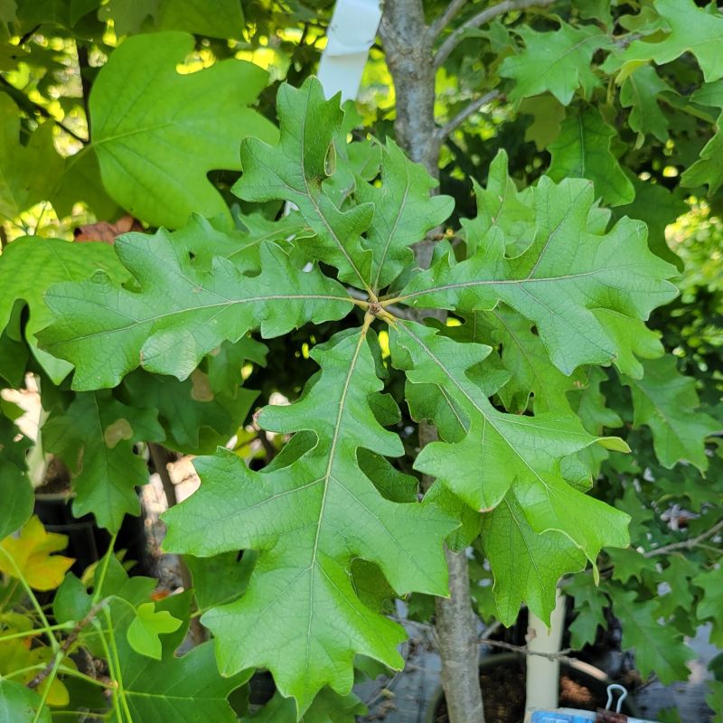 A close-up of the multi-lobed, glossy green leaves of Quercus lyrata (overcup oak)