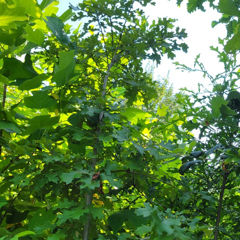 A photo of the upper branch structure and green leaves of Quercus lyrata