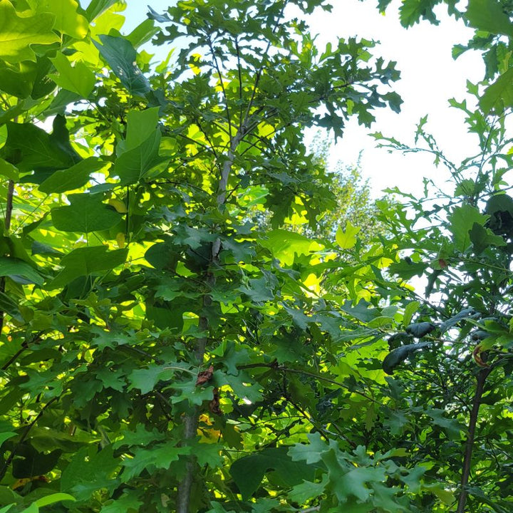 A photo of the upper branch structure and green leaves of Quercus lyrata