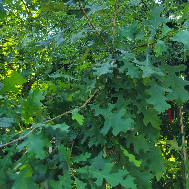 A photo of the green foliage and branch structure of a Quercus macrocarpa (bur oak) against a background of other leaves