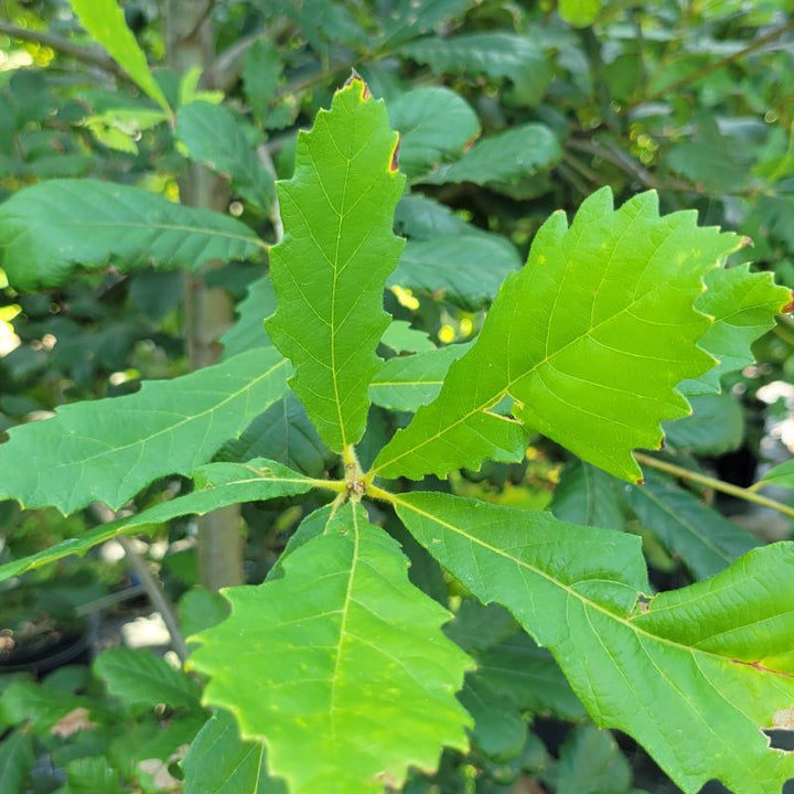 A close-up photo of the green, chestnut-like leaves of Quercus michauxii (chestnut oak)