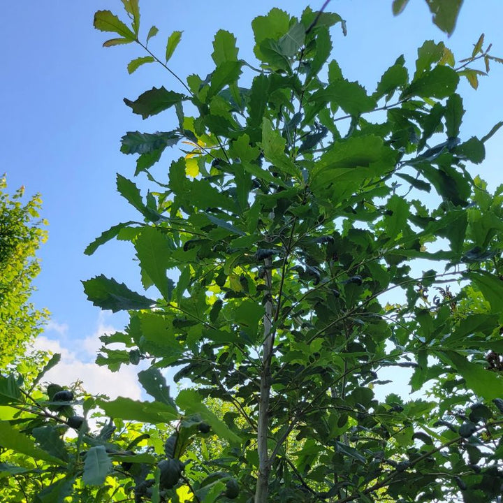 A photo of the foliage and upper branch structure of Quercus michauxii against the background of the sky
