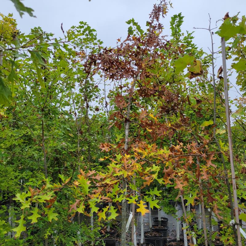 Quercus palustris (Pin Oak) Unity Grown