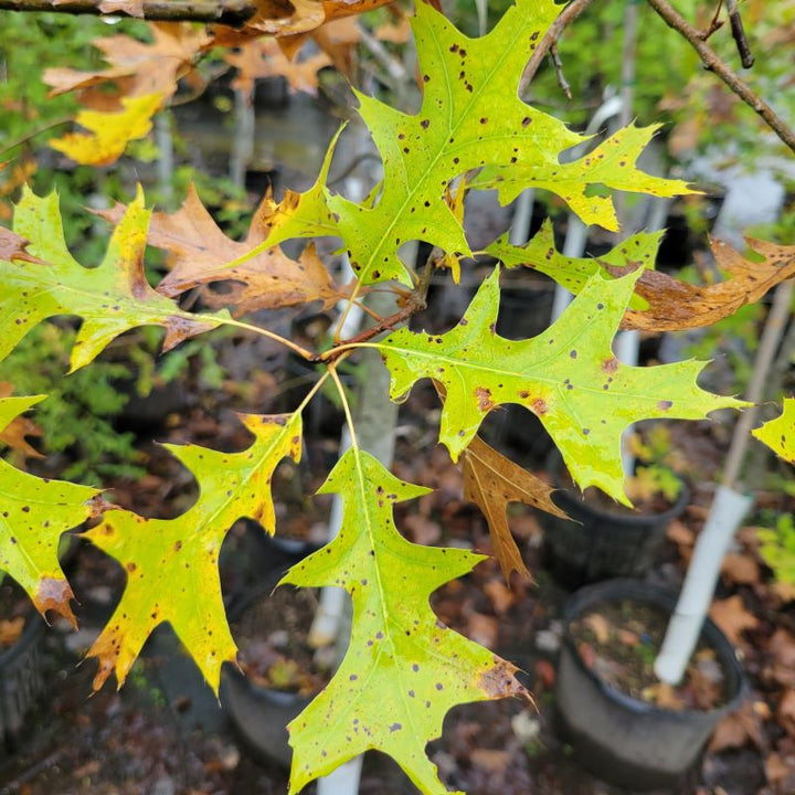 Quercus palustris (Pin Oak) Unity Grown