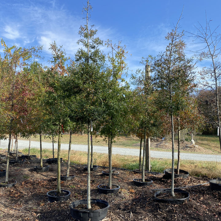 Quercus phellos (Willow Oak)