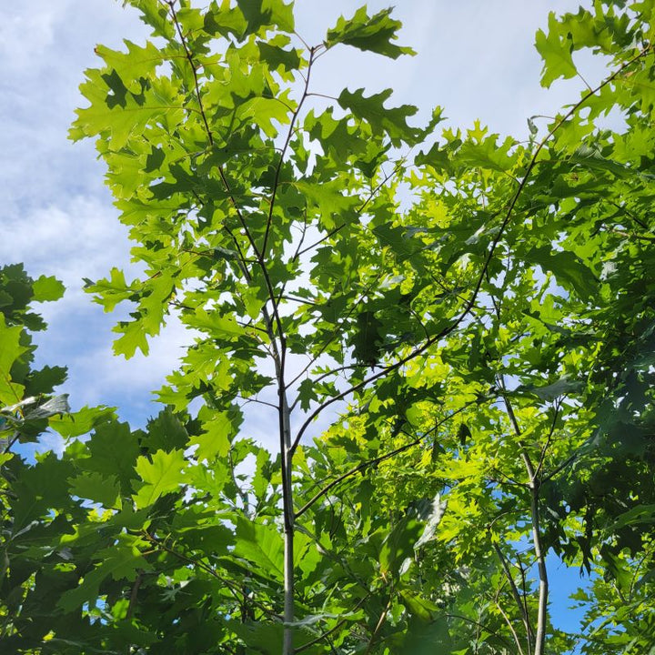 Upper branches of a large container-grown Quercus shumardii (Shumard Oak)