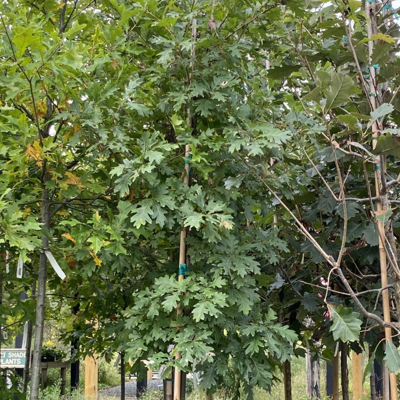 Upper branches of a mature Quercus alba (White Oak) grown in a 15-gallon pot.