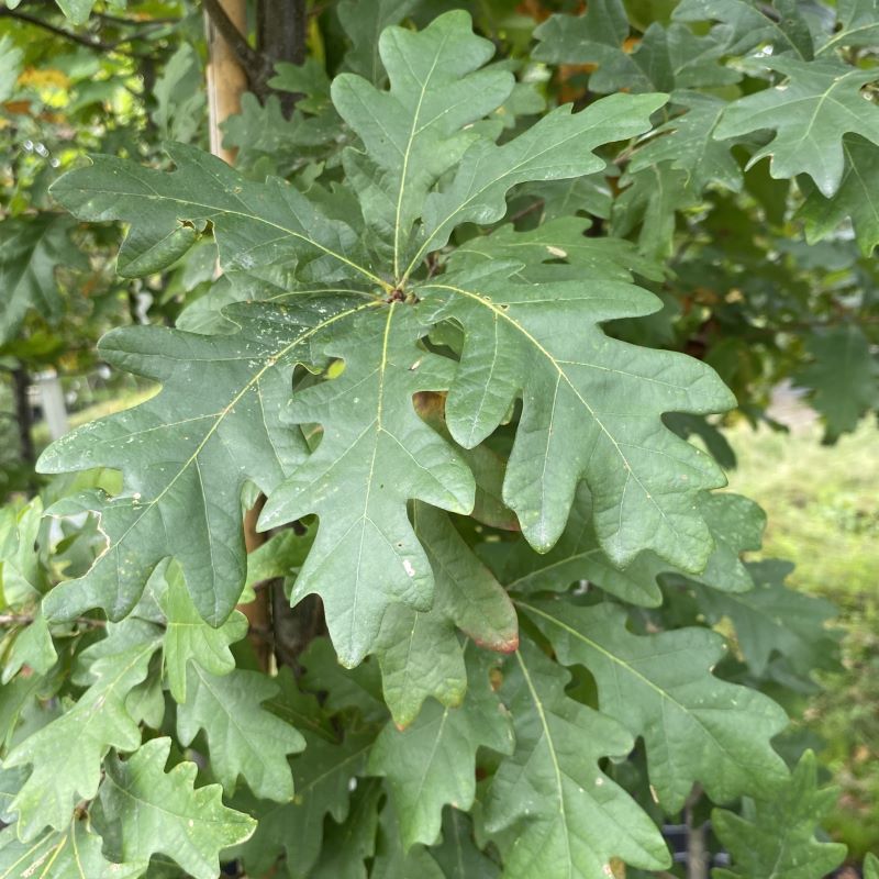 Green summer foliage of Quercus alba (White Oak) with leaf damage from larval lepidopteran host.