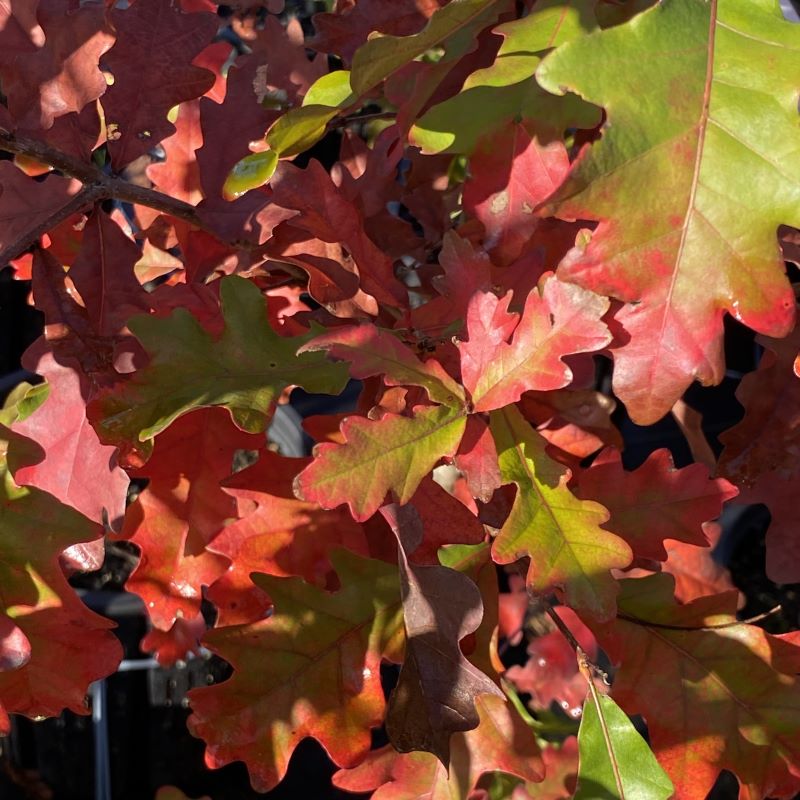Fall colors of Quercus alba (White Oak) with red and green.