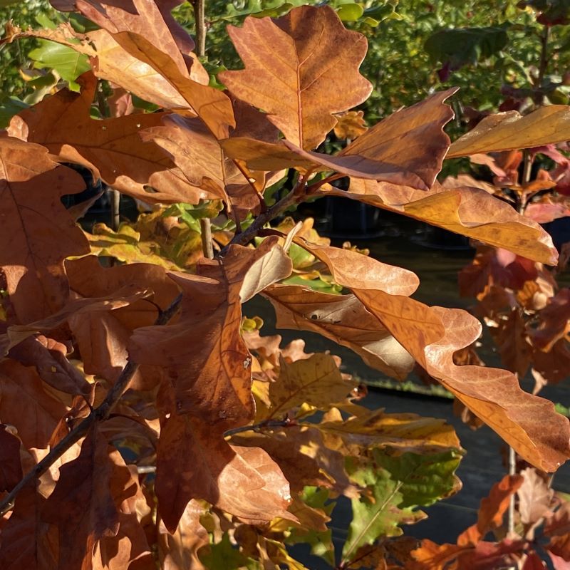 More advanced, glossy copper-brown fall foliage of Quercus bicolor (Swamp White Oak).