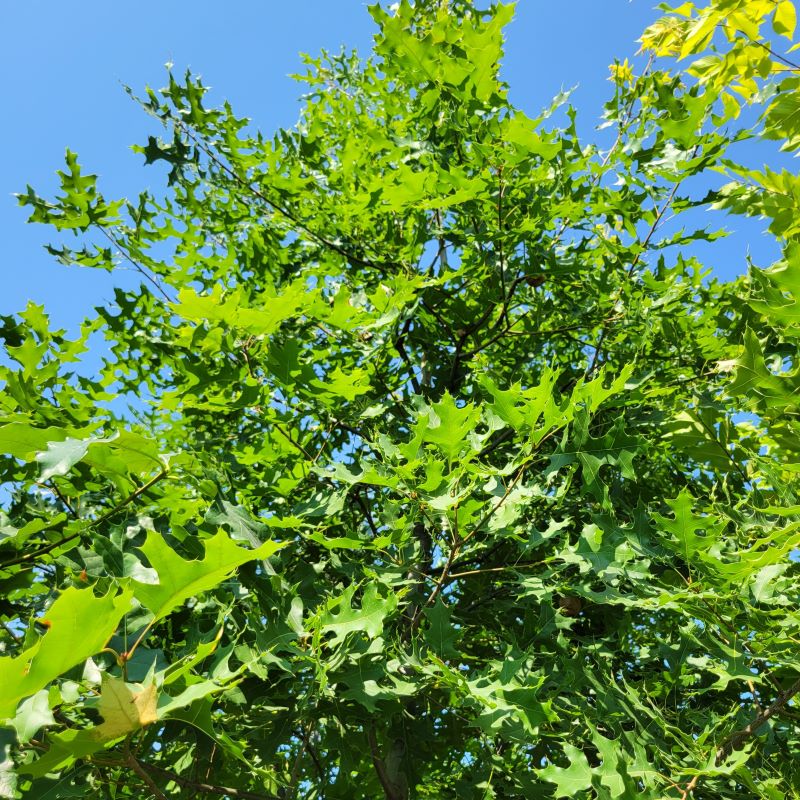 Upper branches with leaves on a Quercus coccinea (Scarlet Oak) grown in a 25-gallon container