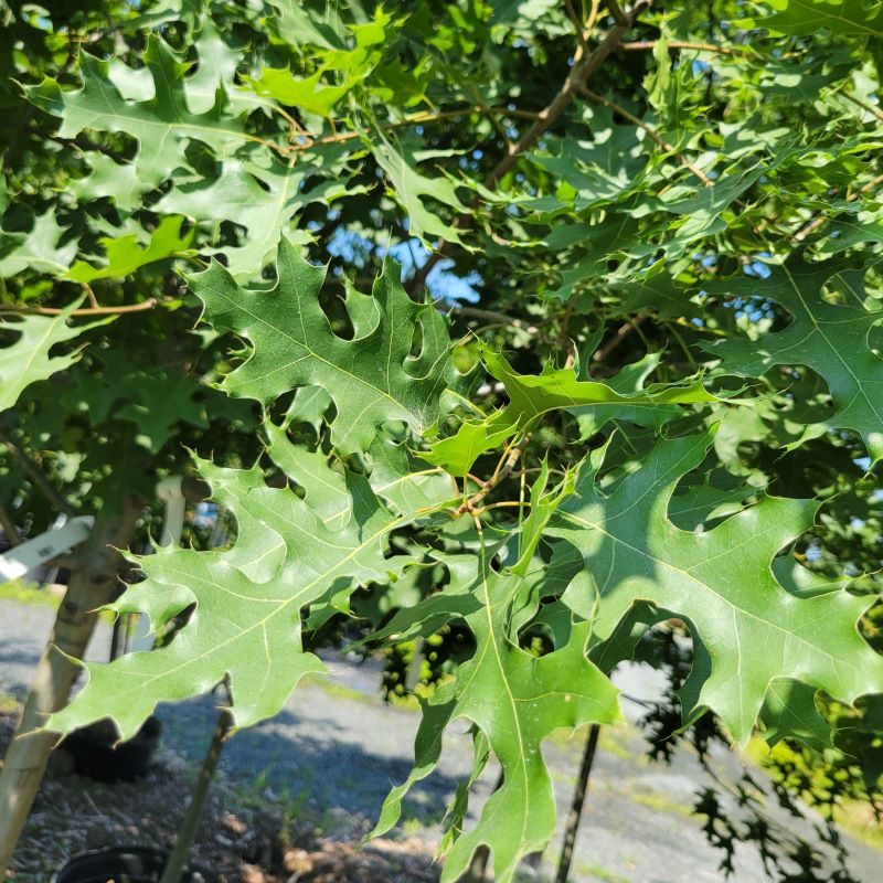 Close-up of the spiky, lobed leaves of Quercus coccinea (Scarlet Oak)