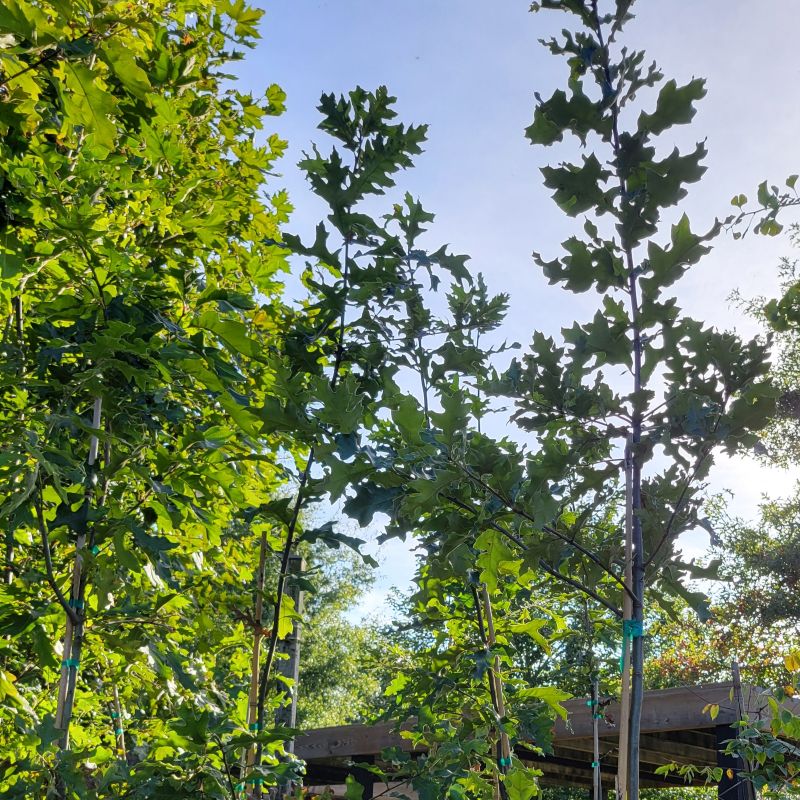 A photo of the upper branches and green leaves of Quercus falcata (southern red oak) against the sky