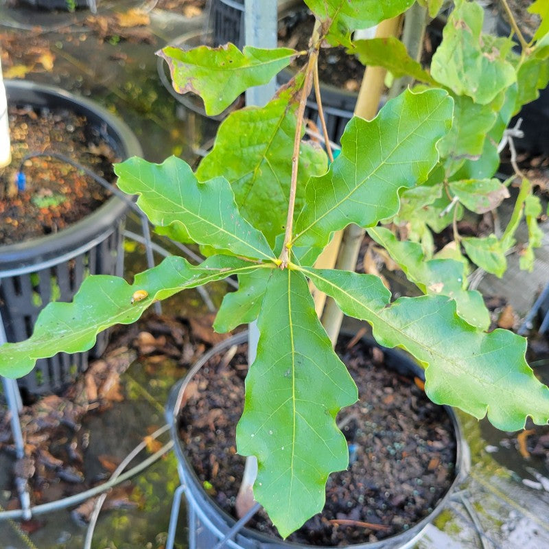 A close-up photo of the glossy green leaves of Quercus falcata