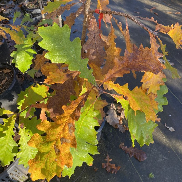 Fall colors of Quercus macrocarpa (Bur Oak) including greens, yellows, oranges, and browns.
