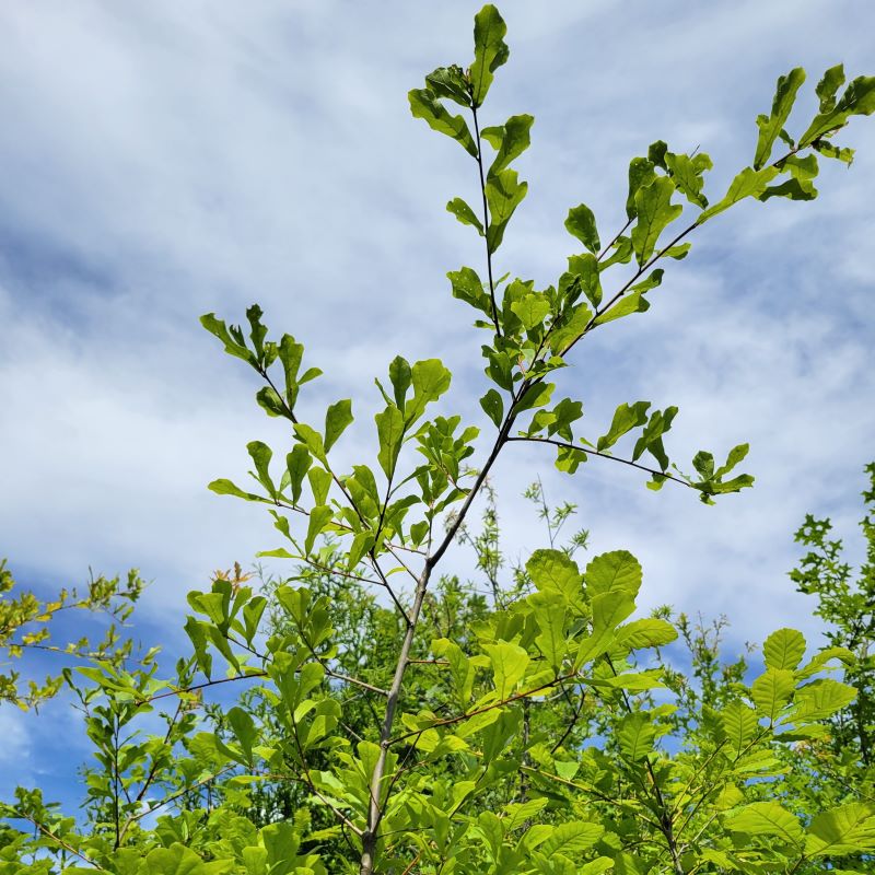 Tall branches and narrow leaves of Quercus nigra (Water Oak)