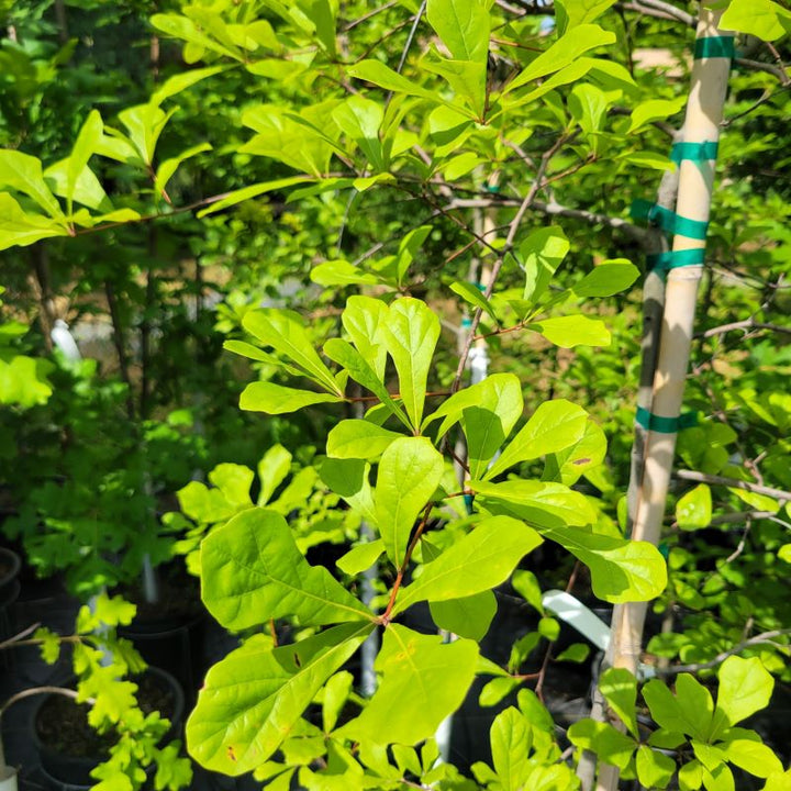 Close-up of the uniquely shaped foliage of Quercus nigra (Water Oak)