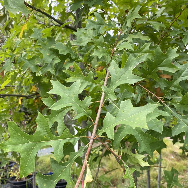 Close-up of Quercus texana (Nuttall Oak) foliage.