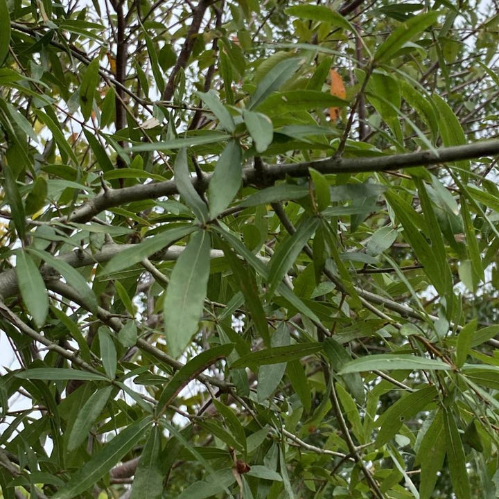 Close-up of Quercus phellos (Willow Oak) foliage.
