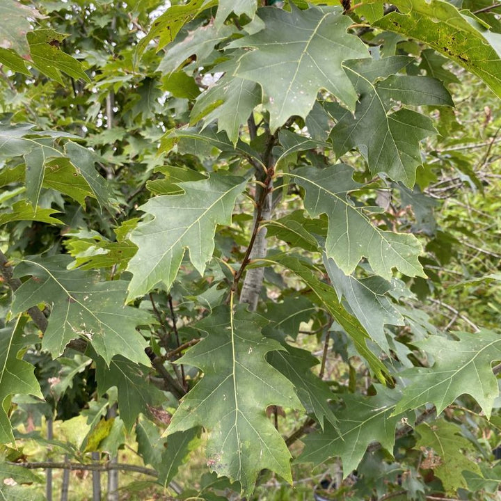 Mature glossy green leaves of Quercus rubra.