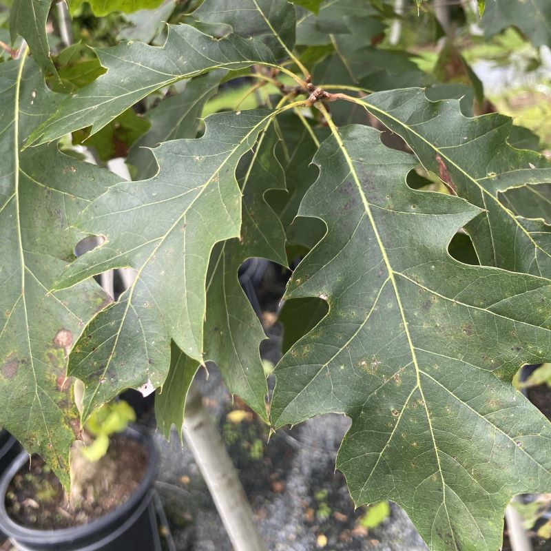 Close-up of Quercus rubra foliage.