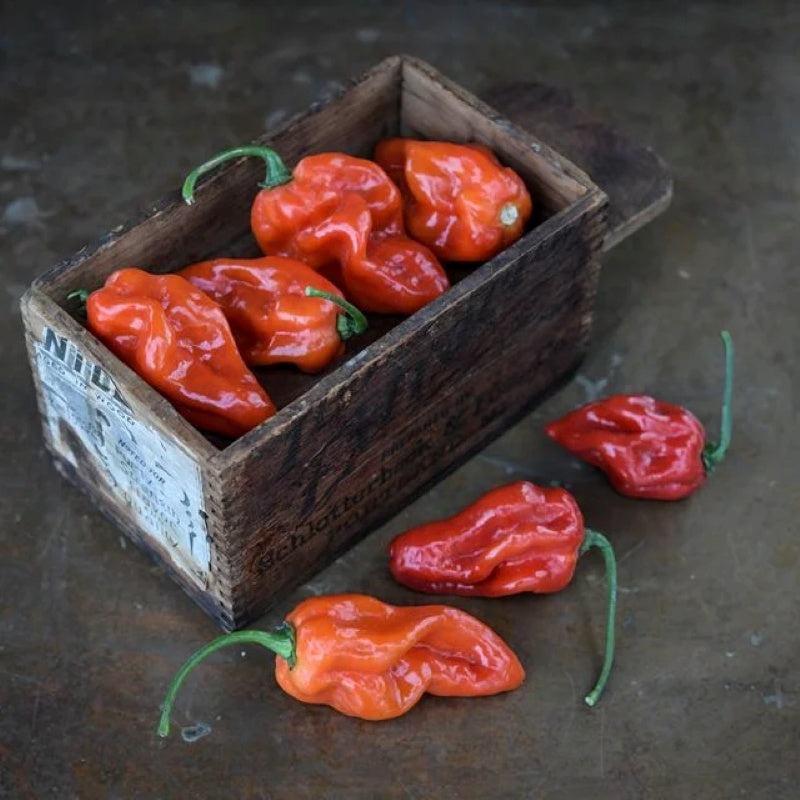 A small wooden crate containing red habanero peppers.