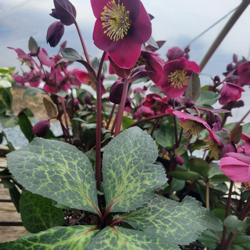 Helleborus x Frostkiss® Anna's Red with variegated foliage, red stems, and purple-red flowers.